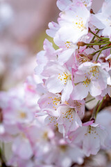 春の日差しを浴びる桜の花