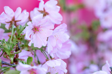 春の日差しを浴びる桜の花
