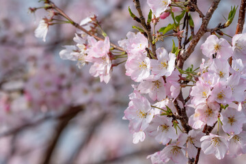 Fototapeta na wymiar 春の日差しを浴びる桜の花