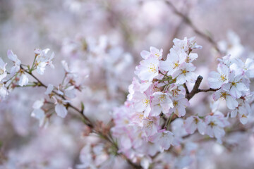 春の日差しを浴びる桜の花