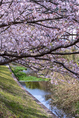 春の日差しを浴びる桜の花