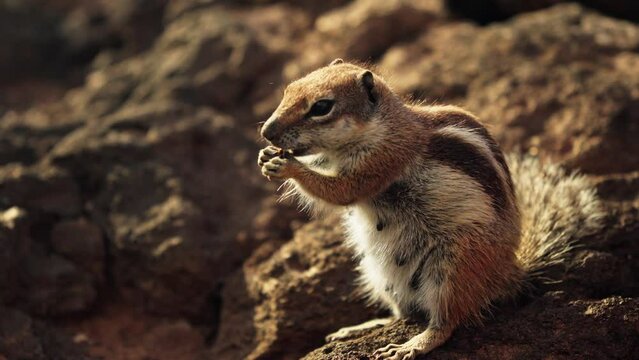 A striped chipmunk eats a walnut while holding it with its paws.