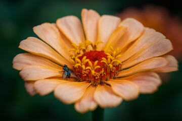 Closeup of a small fly resting on the orange petals of a delicate flower on the blurred background