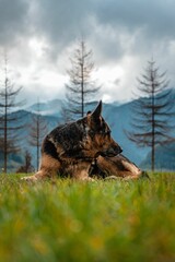 Vertical of a German shepherd resting in the field with trees and mountains in the cloudy background