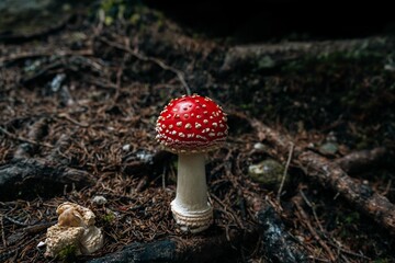 Close-up shot of the venomous Amanita fungus grown in the forest on the blurred background
