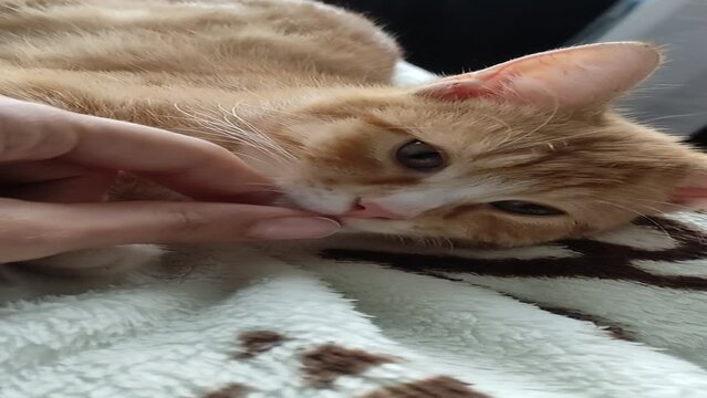 Orange adorable cat called Winniefred, the ginger cat