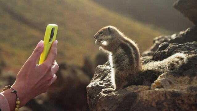 A girl takes pictures of a chipmunk on an smartphone