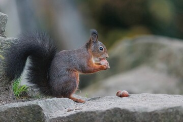 Naklejka na ściany i meble Squirrel sitting on rock and eating nut against blur background