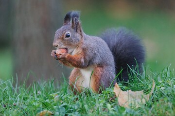 Squirrel sitting on grass and eating nut against blur background