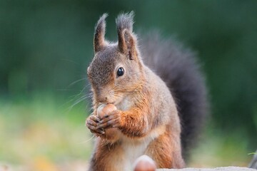 Naklejka na ściany i meble Closeup of squirrel sitting and eating chestnut against blur background