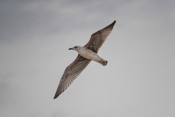 Low angle closeup of a majestic seagull in flight against a gloomy sky