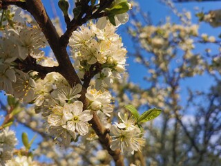 Weiße Blüte an einem Baum