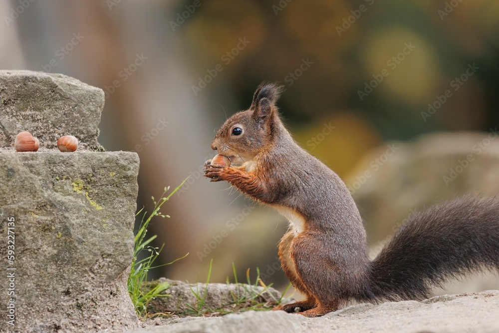 Poster Closeup of a common Red squirrel with a hazelnut in its paws