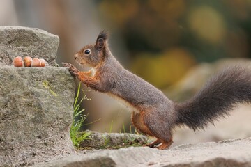Closeup of a common Red squirrel approaching hazelnuts