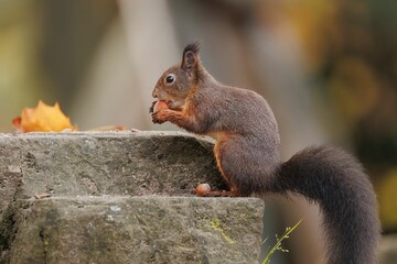 Closeup of a common Red squirrel with a hazelnut in its paws
