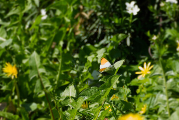 Male orange tip butterfly (Anthocharis cardamines) perched on a green leaf in Zurich, Switzerland