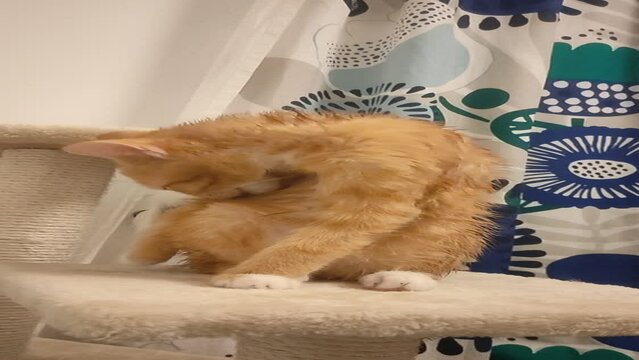 Orange adorable cat called Winniefred, the ginger cat