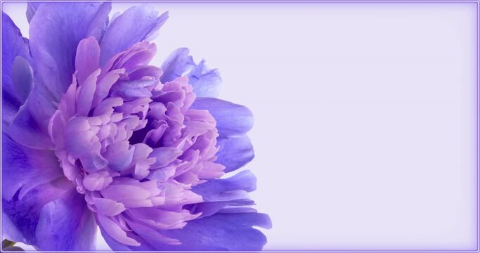 Amazing blue Peony flower background with place for text or image. Wedding backdrop, Valentine's Day concept. Mother's day, Holiday, Love, birthday