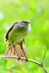 公園や雑木林で美しいさえずりで歌う身近なかわいい野鳥ウグイス