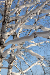 Tree branches covered with snow. Winter road in a snowy forest, tall trees along the road. There is a lot of snow on the trees. Beautiful bright winter landscape. Winter season concept. 