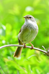 公園や雑木林で美しいさえずりで歌う身近なかわいい野鳥ウグイス