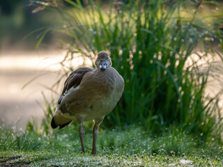 Nilgans