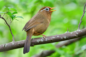 公園で見られる身近な野鳥、大きな声でさえずるガビチョウ