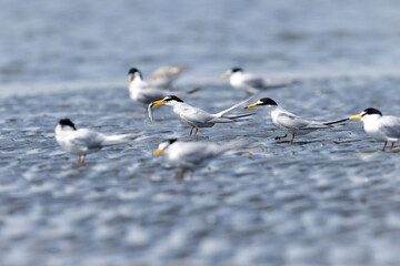 春から初夏に海辺や干潟で見られる白いエレガントな水鳥コアジサシ