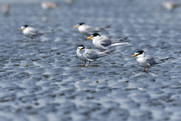 春から初夏に海辺や干潟で見られる白いエレガントな水鳥コアジサシ