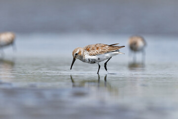 冬から春に浜辺や干潟で見られる水鳥ハマシギ