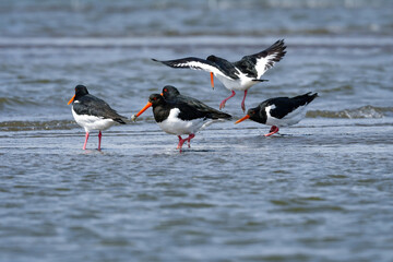 冬に東京湾でよく見られる真っ赤な嘴をした白黒のミヤコドリ
