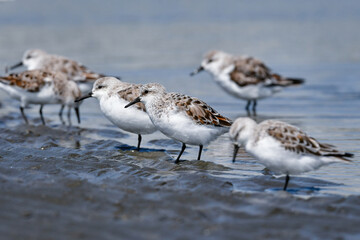 冬から春に干潟や浜辺で見られる白くてかわいいミユビシギ