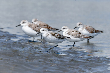 冬から春に干潟や浜辺で見られる白くてかわいいミユビシギ