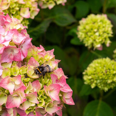 Hummel auf pinker Blüte