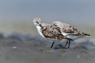 冬から春に干潟や浜辺で見られる白くてかわいいミユビシギ
