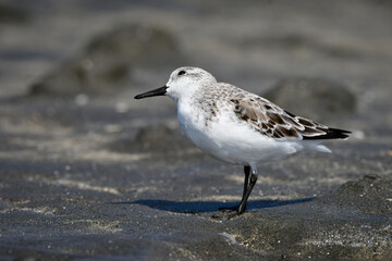 冬から春に干潟や浜辺で見られる白くてかわいいミユビシギ