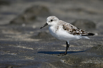 冬から春に干潟や浜辺で見られる白くてかわいいミユビシギ