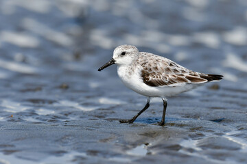 冬から春に干潟や浜辺で見られる白くてかわいいミユビシギ