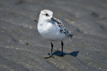 冬から春に干潟や浜辺で見られる白くてかわいいミユビシギ