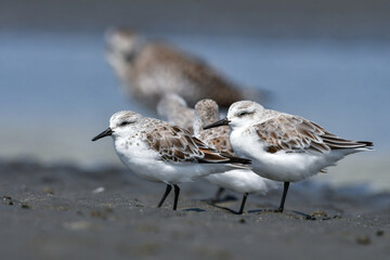 冬から春に干潟や浜辺で見られる白くてかわいいミユビシギ