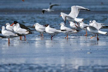 春の海辺で群れる身近な水鳥ユリカモメ