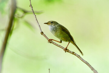 公園や雑木林で美しいさえずりで歌う身近なかわいい野鳥ウグイス