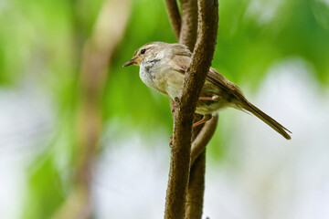 公園や雑木林で美しいさえずりで歌う身近なかわいい野鳥ウグイス