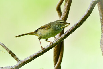 公園や雑木林で美しいさえずりで歌う身近なかわいい野鳥ウグイス