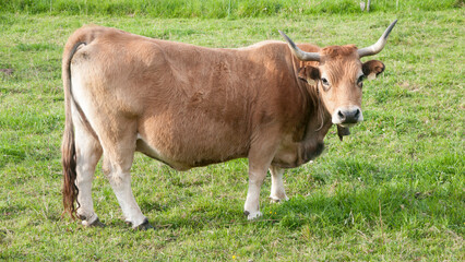 Toro marrón en pradera
