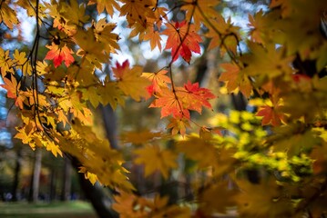 Image of trees with yellow and red leaves during the fall season.