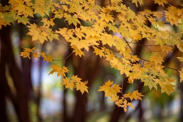 Image of trees with yellow leaves during the fall season in the blurred background.