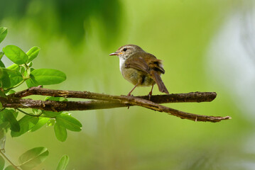 公園や雑木林で美しいさえずりで歌う身近なかわいい野鳥ウグイス