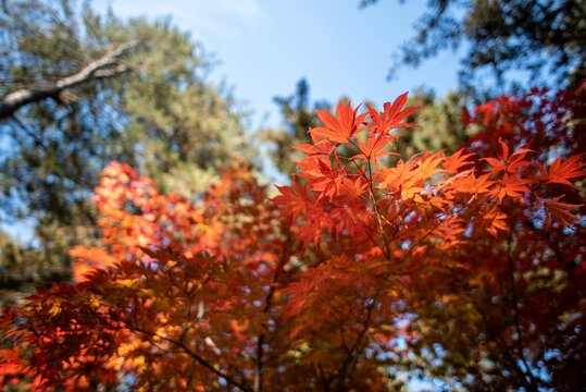 Image of trees with red leaves under the blue sky during the fall season.