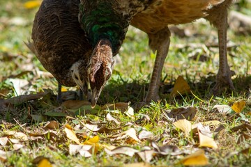 Image of a Peafowl standing on the green grass and colorful leaves.